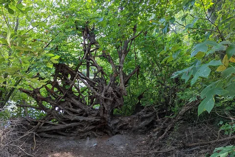 Parvin State Park