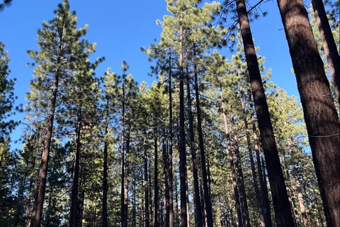 Tahoe Valley Campground