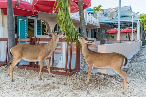 Big Pine Key Fishing Lodge and RV Resort