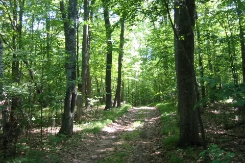 Johnson Landing - State Forest