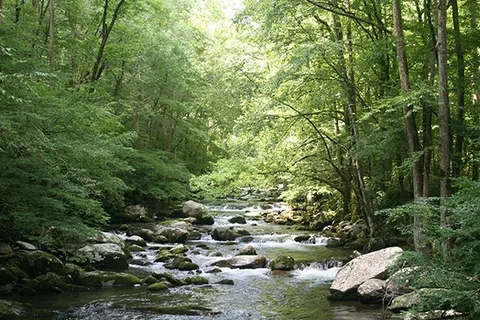 Johnson Landing - State Forest