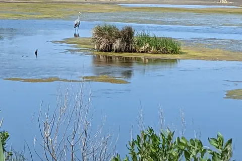 Cape Henlopen State Park