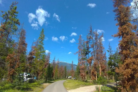 Wabasso Campground - Jasper National Park