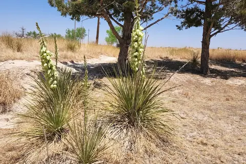 Oasis State Park