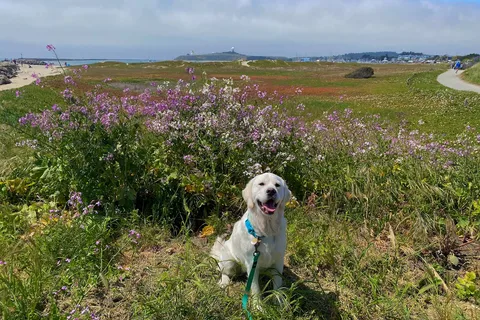 Pillar Point RV Park