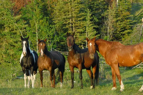 Big Bar Guest Ranch