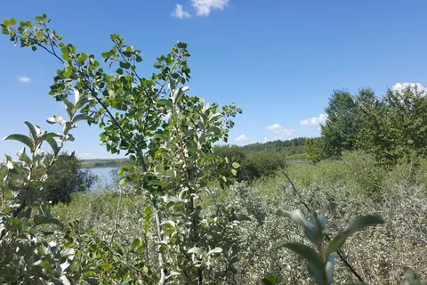 Gooseberry Lake Provincial Park