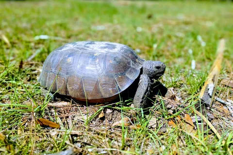 Tomoka State Park