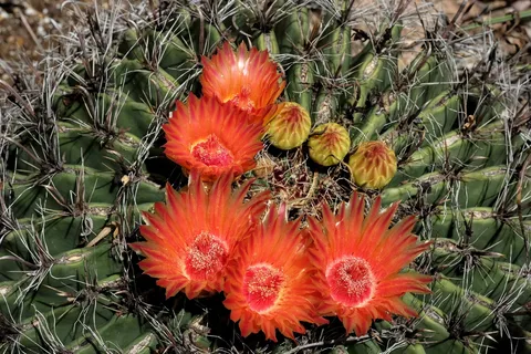 Saguaro Escapee Co-op Park - Members