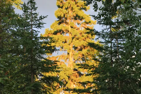 Murray Point - Emma Lake Provincial Rec Site