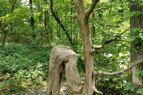Graham Cave State Park