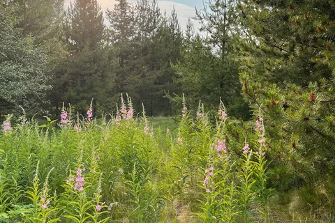 Irvins Park and Campground
