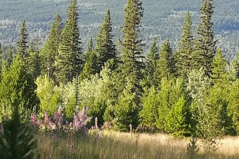 Irvins Park and Campground
