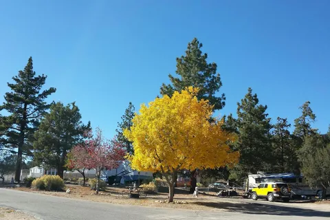 Pine Tree RV Park