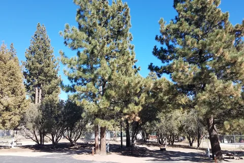 Pine Tree RV Park