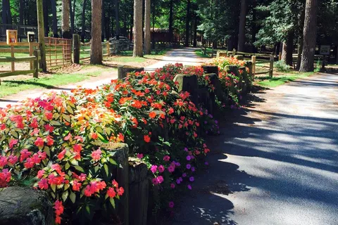Holly Lake Campsites