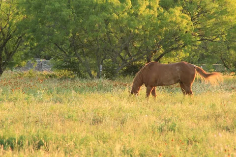 Happy Horse Hotel