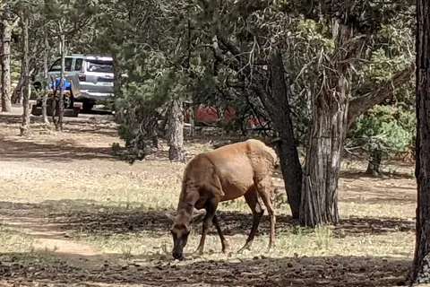 Mather Campground South Rim - Grand Canyon National Park