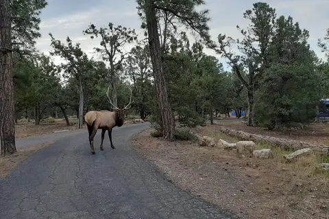 Mather Campground South Rim - Grand Canyon National Park