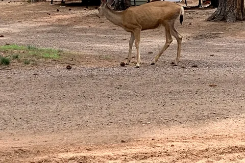 Diamond Campgrounds