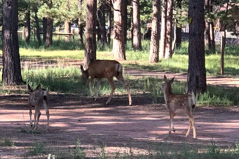 Diamond Campgrounds