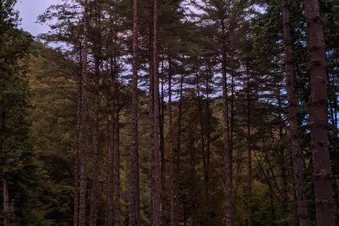 Trout Creek Campground