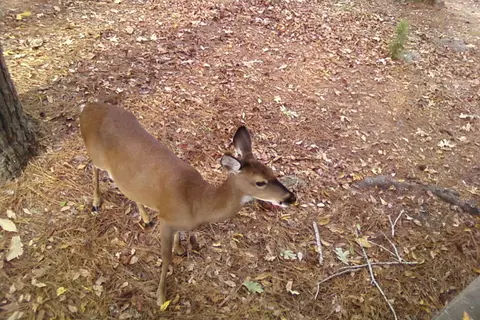 Roland Cooper State Park