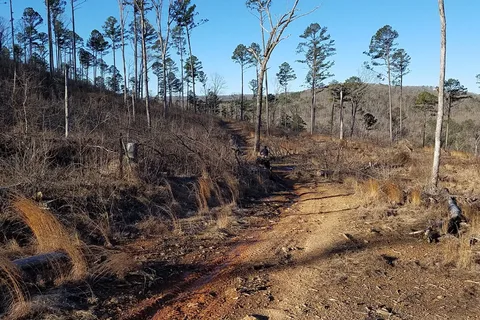 Mack's Pines