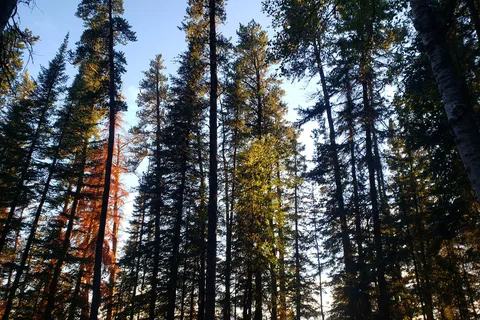 Wellman Lake - Duck Mountain Provincial Park