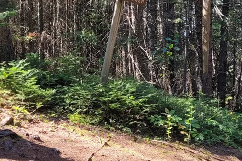 Wellman Lake - Duck Mountain Provincial Park
