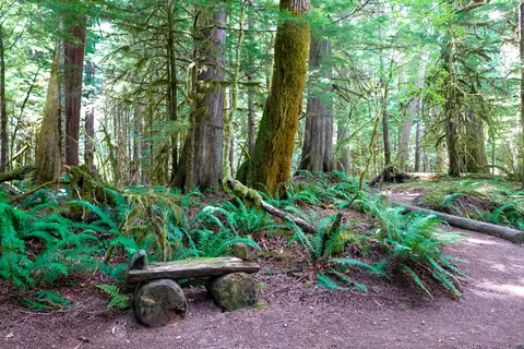 Newhalem Creek Campground - North Cascades National Park