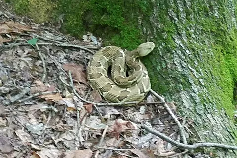 Fowlers Hollow State Park