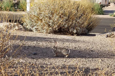 Willow Beach RV and Campground - Lake Mead National Recreational Area
