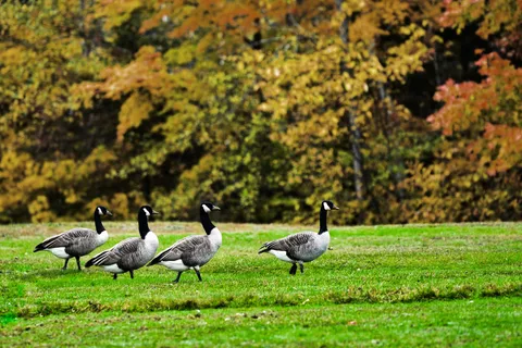 Woolastook Park