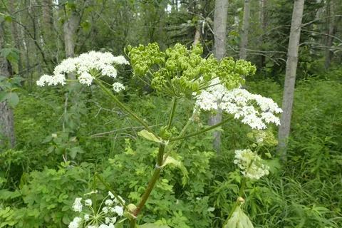 Swan Lake Provincial Park