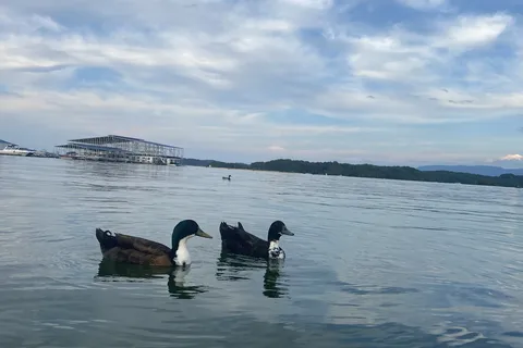 Mountain Cove Marina