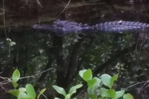 Pinecrest Group Campground, Big Cypress National Preserve