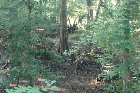 Colleton State Park