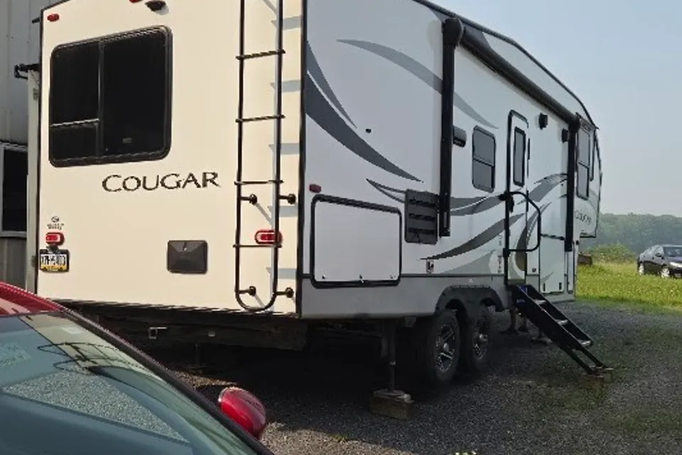 cougar