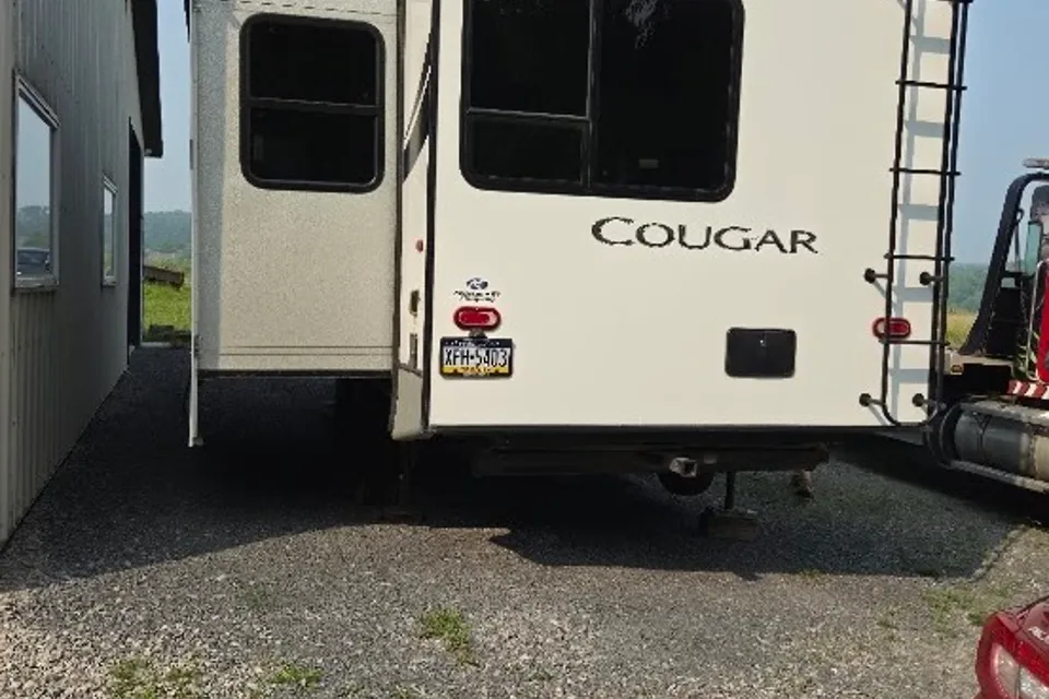cougar