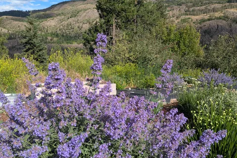 Little Wildflowers RV Cottage