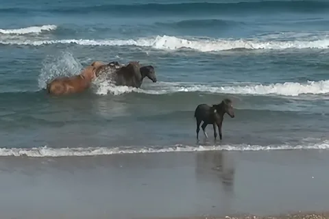 Salty, Sandy, Happy!