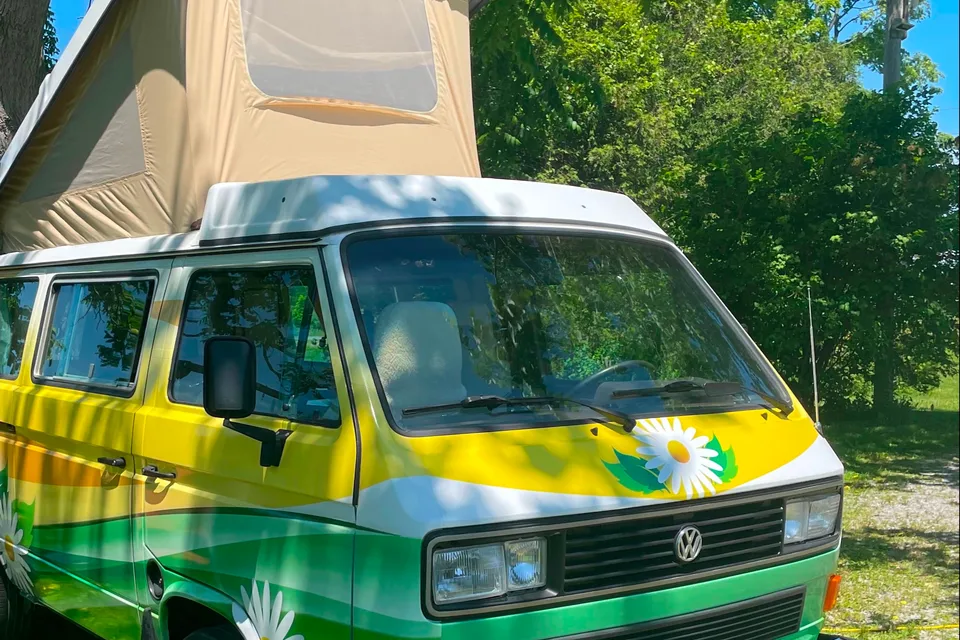 Daisy the Vanagan at the Farm